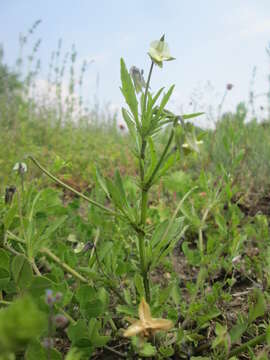 Слика од Viola arvensis Murray