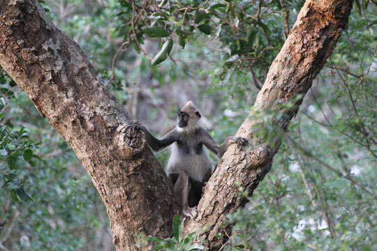 Image of Coromandel Sacred Langur