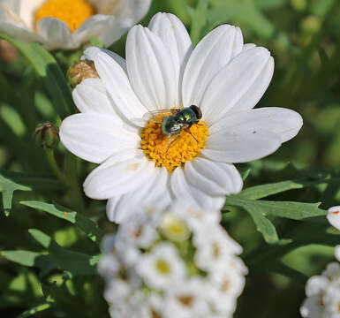 Image de Cladanthus mixtus (L.) Chevall.