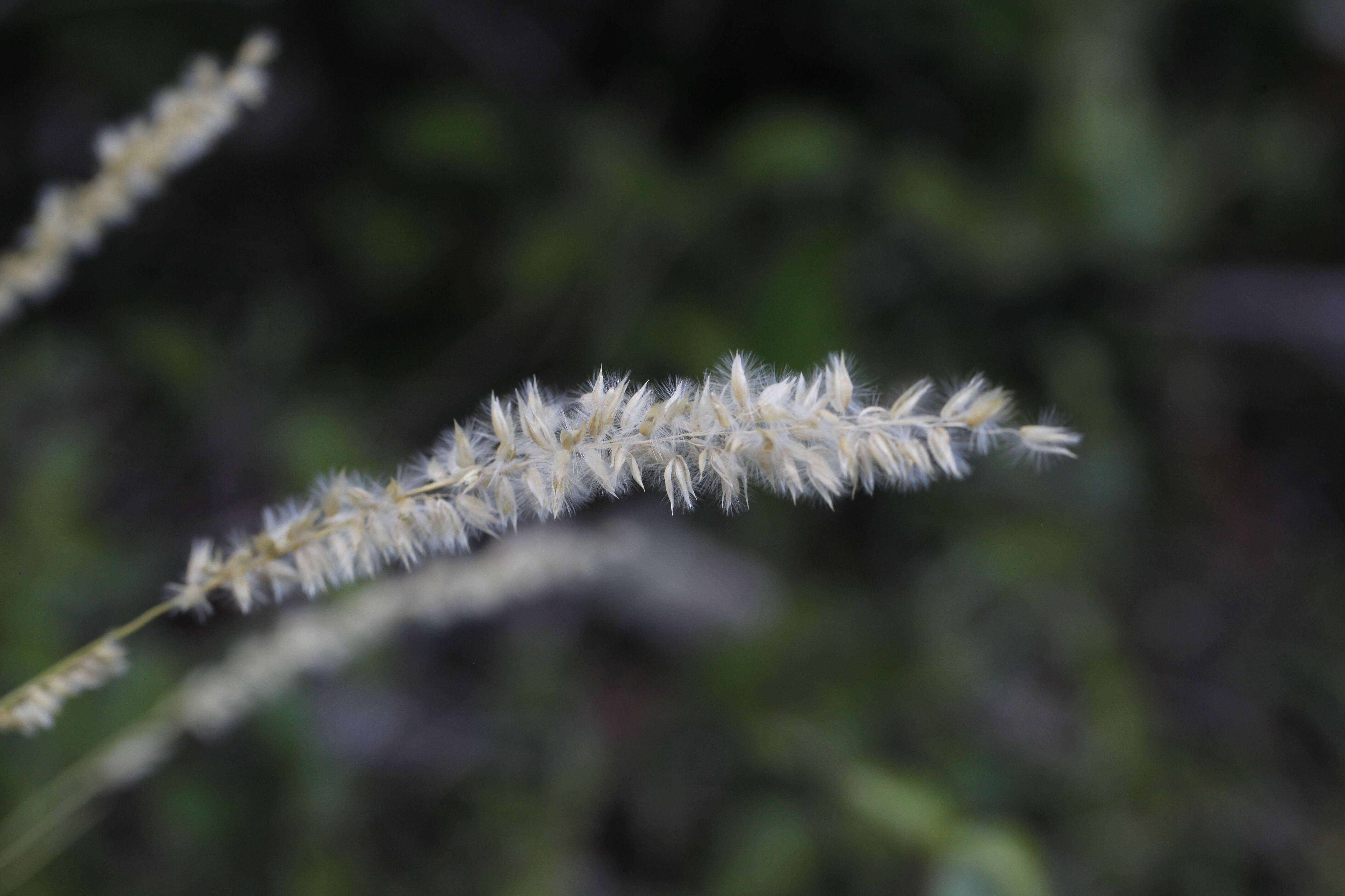 Image de Mélique ciliée