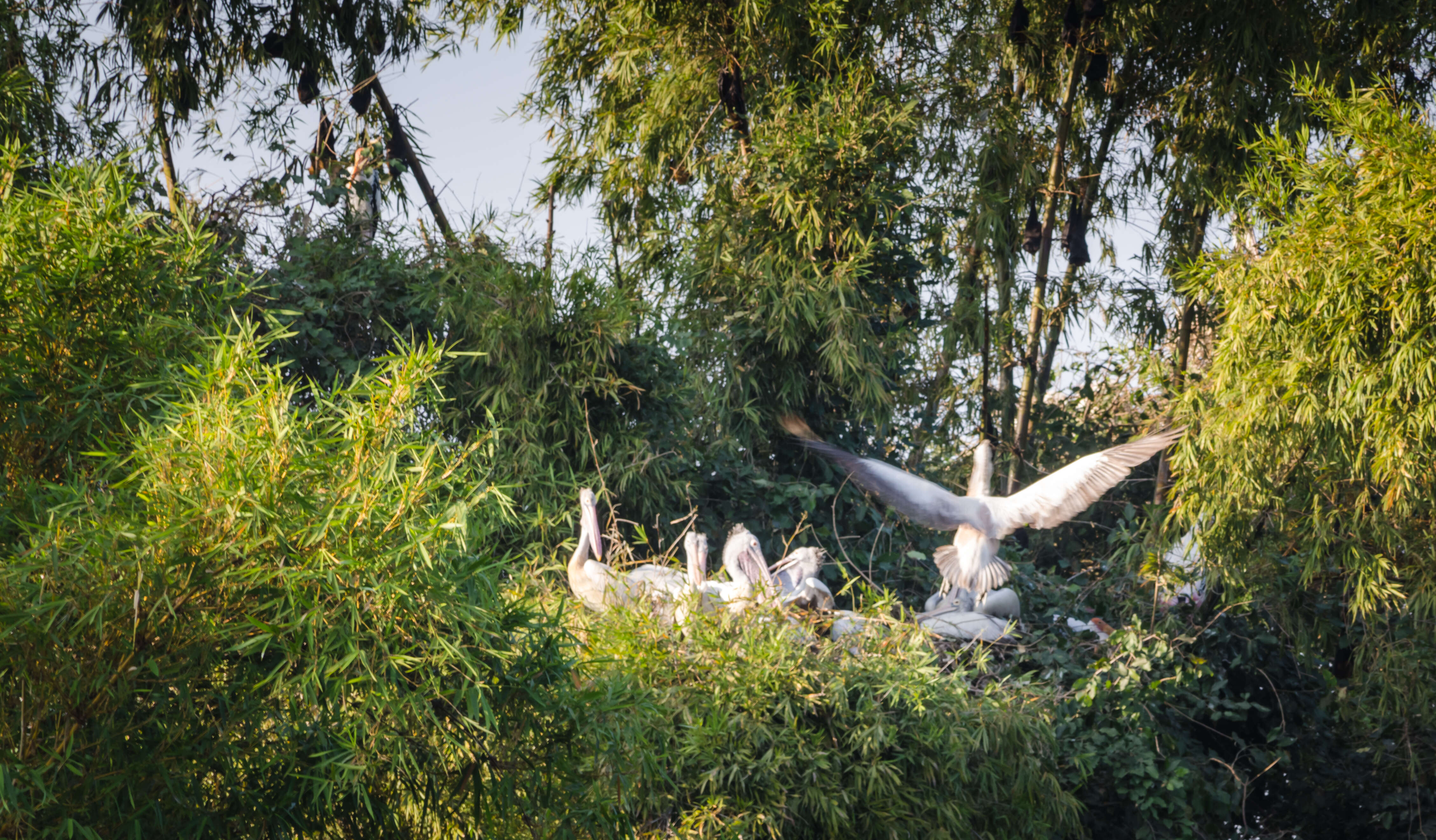 صورة Pelecanus philippensis Gmelin & JF 1789