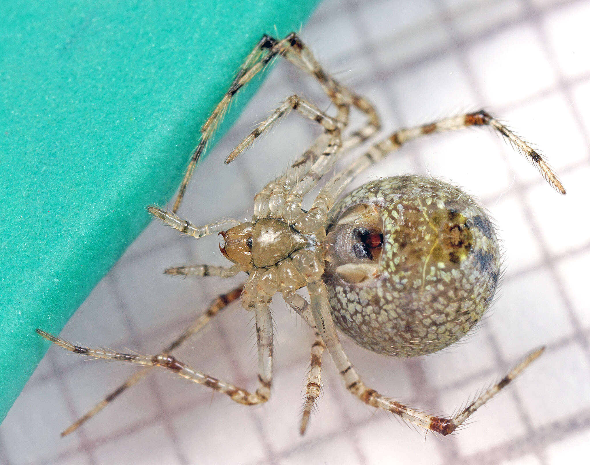 Image of Theridion varians Hahn 1833