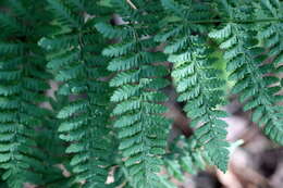 Image of Wood ferns