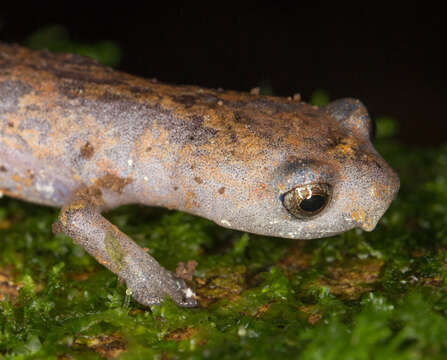 Image of La Loma Salamander