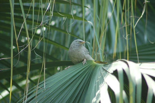 Image of Large Grey Babbler