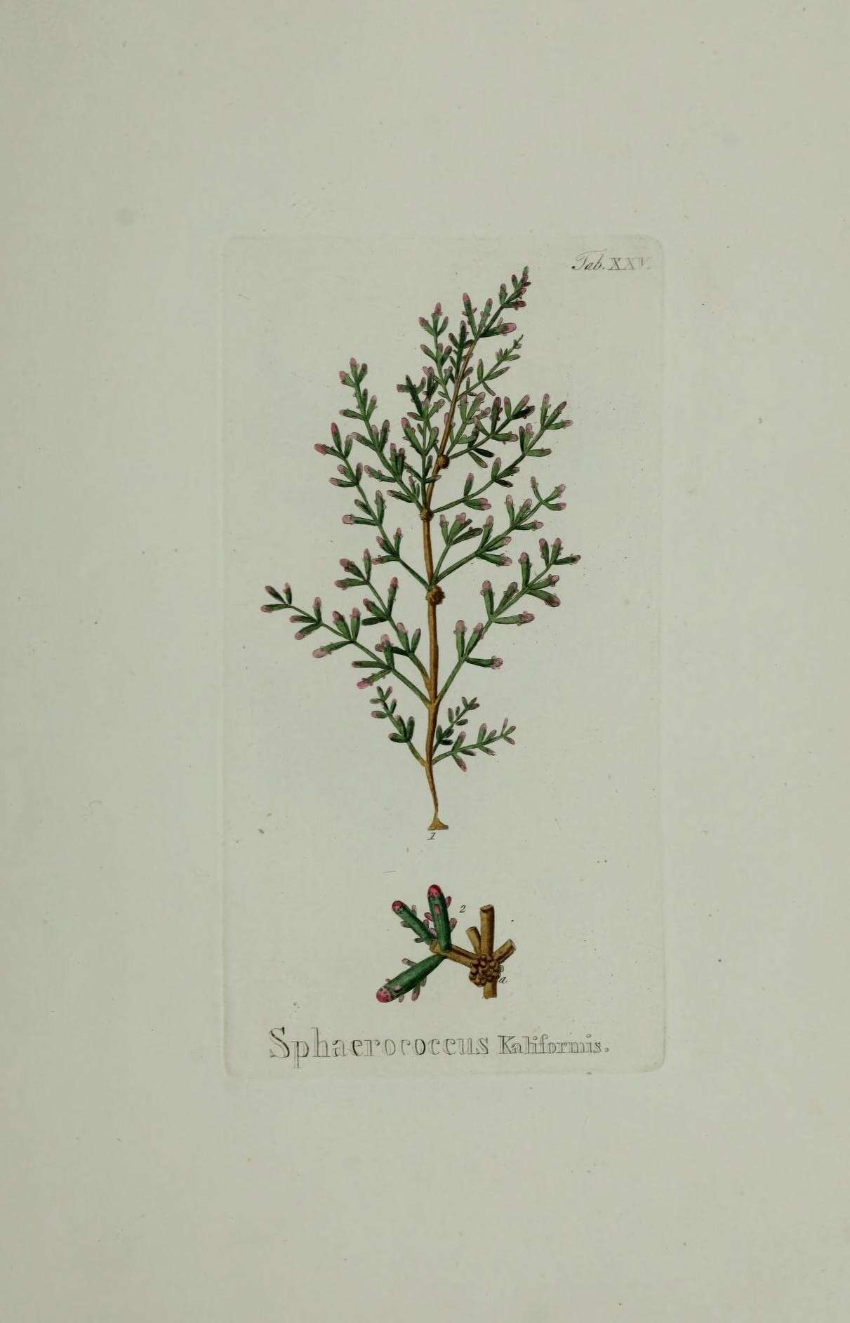 Image of Chylocladia verticillata