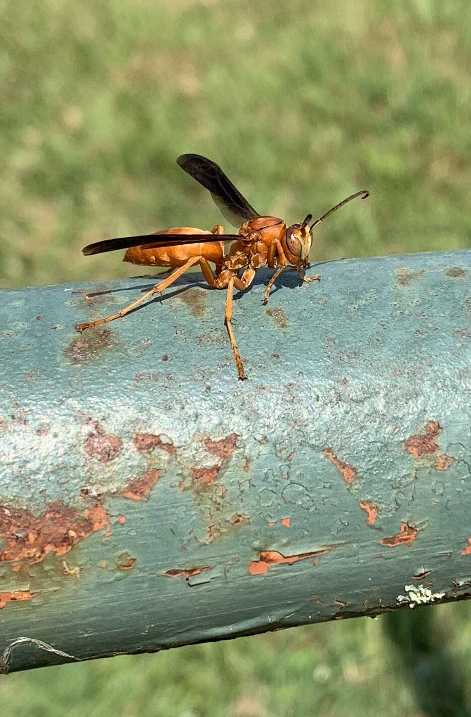 Image of Red Wasp