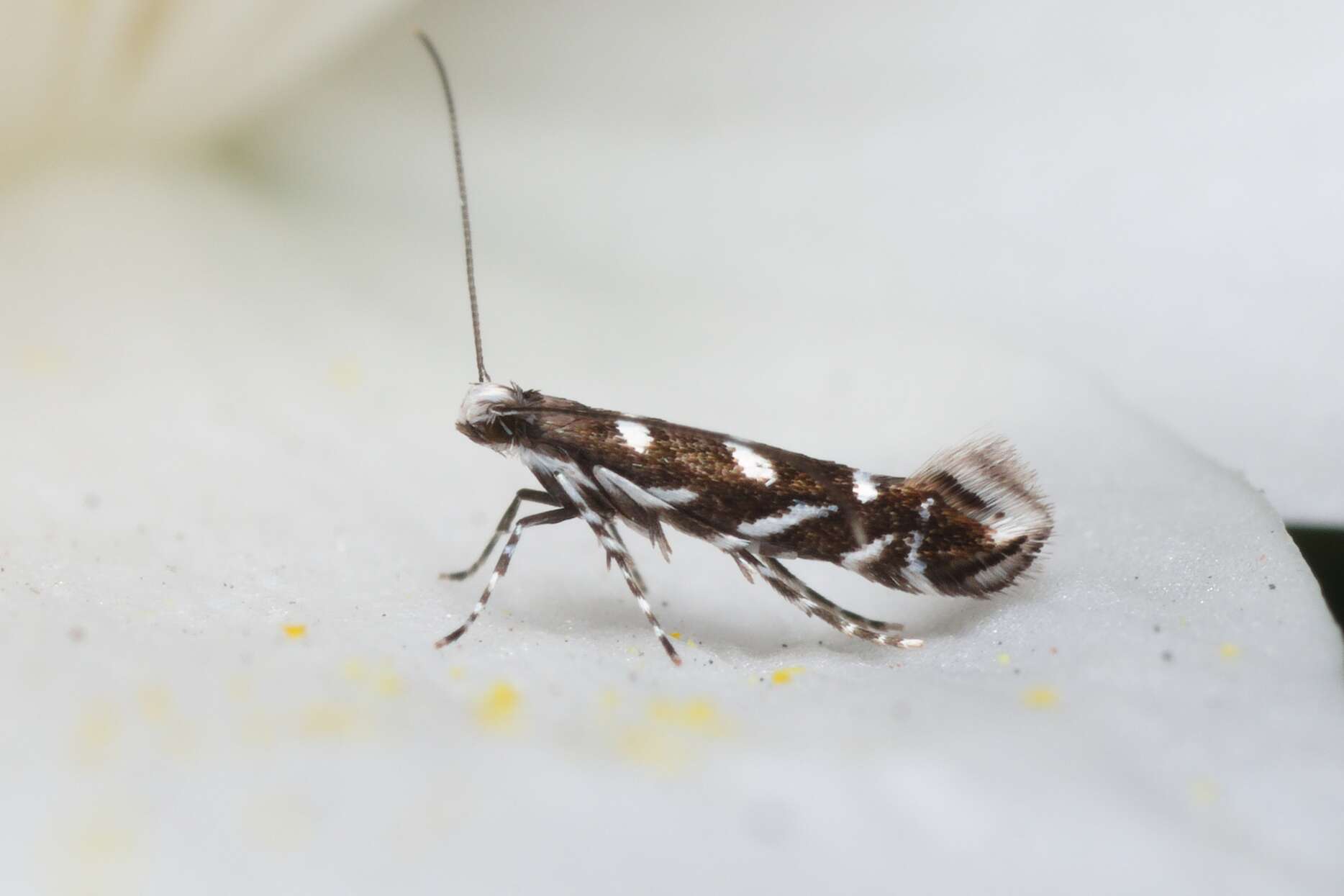 Image of Locust Digitate Leafminer