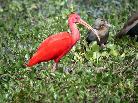 Image of Scarlet Ibis