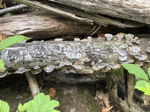 Image de Trametes versicolor (L.) Lloyd 1921