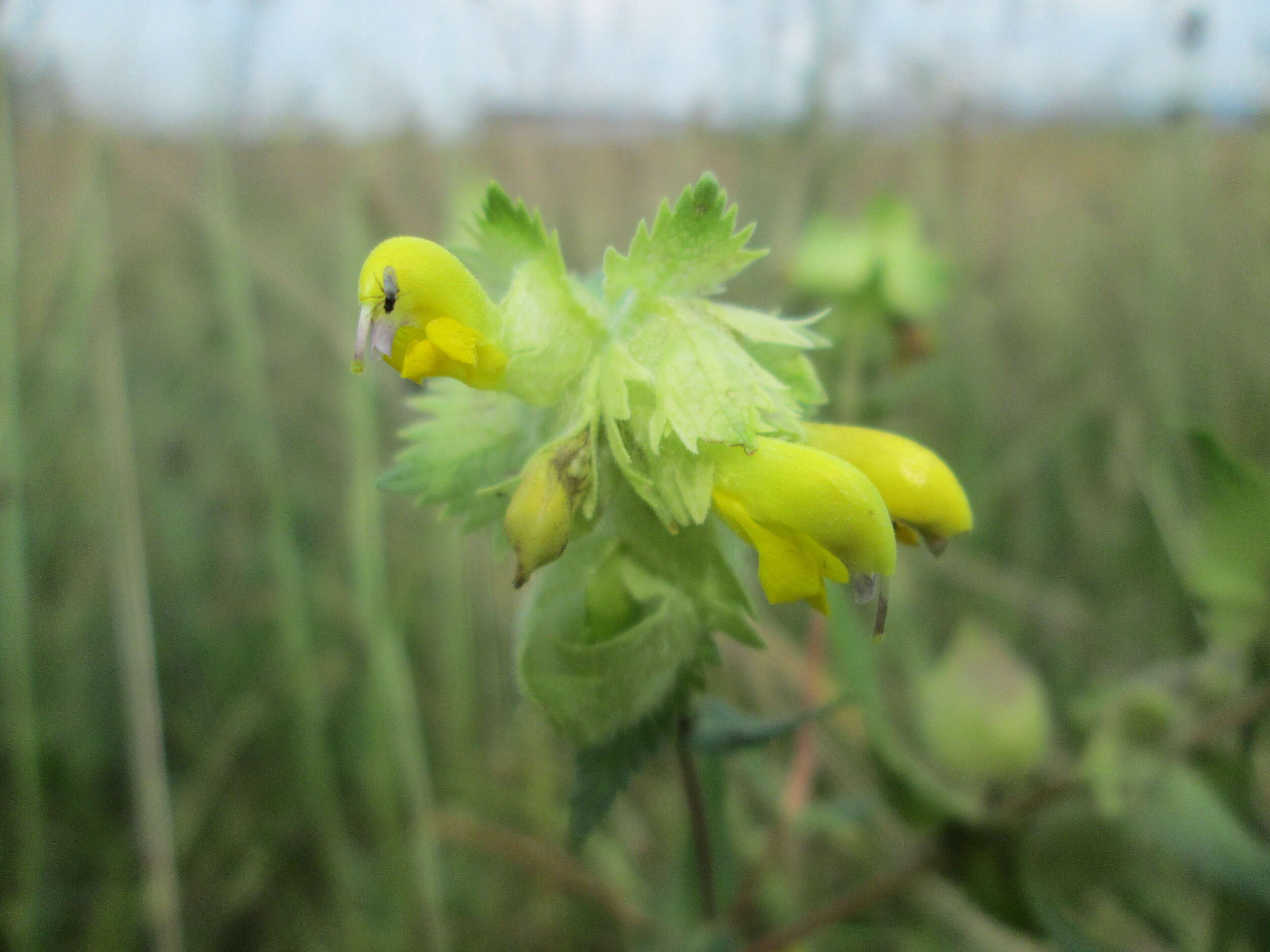 Image of European yellow rattle