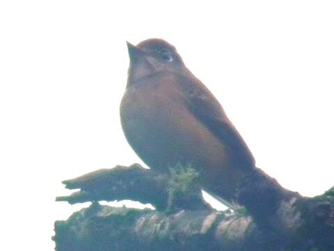 Image of Ferruginous Flycatcher