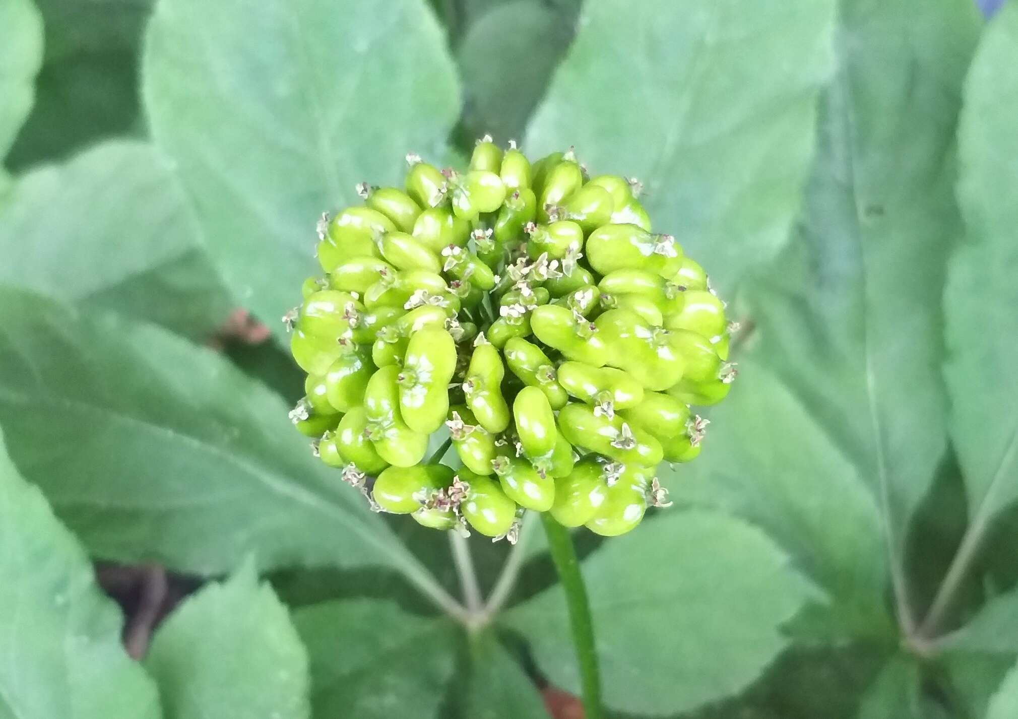 Image of Chinese ginseng