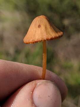 Imagem de Conocybe tenera (Schaeff.) Fayod 1889