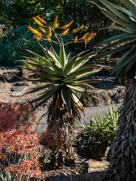 Image of Mountain aloe