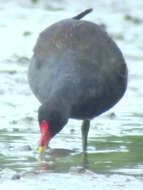 Image of Common Moorhen