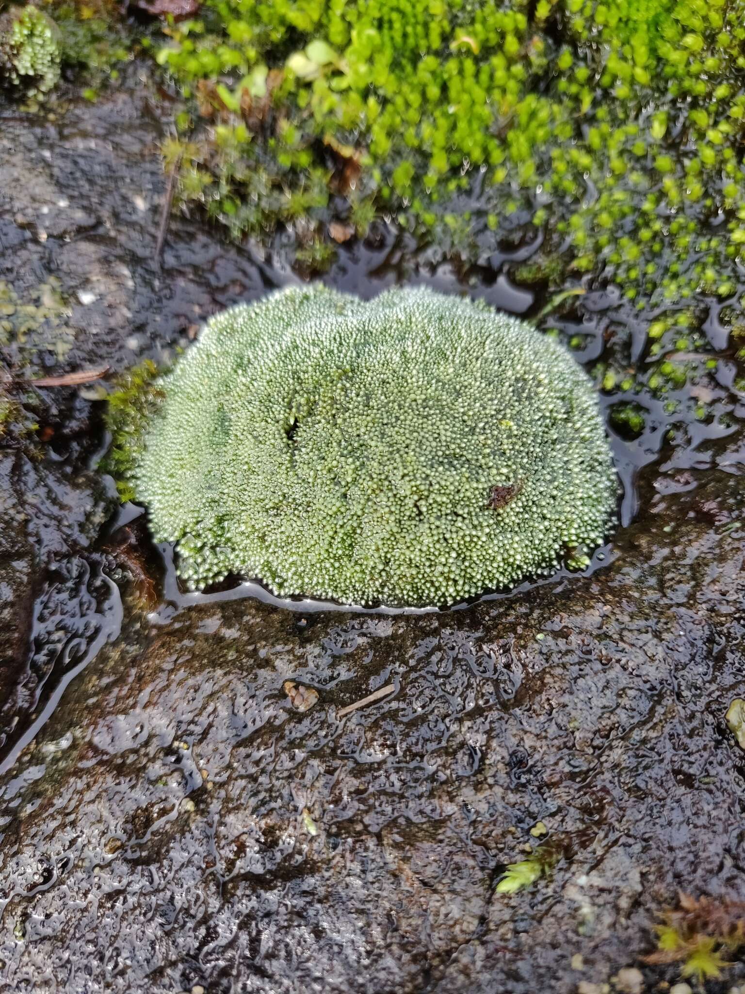 Imagem de Bryum argenteum Hedwig 1801