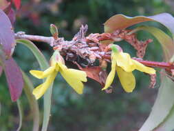 Image de Forsythia intermedia Zabel