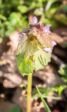 Image of purple archangel