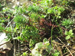 Image of Petrosedum rupestre (L.) P. Heath