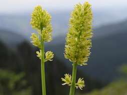 Plancia ëd Tofieldia calyculata (L.) Wahlenb.