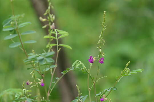 Sivun Tephrosia purpurea (L.) Pers. kuva