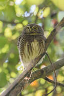 Image of Asian Barred Owlet