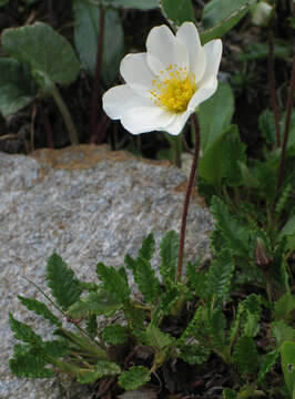 Imagem de Dryas octopetala L.