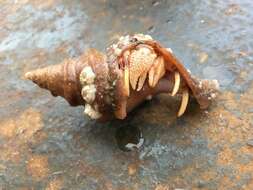 Image of Hermit Crabs