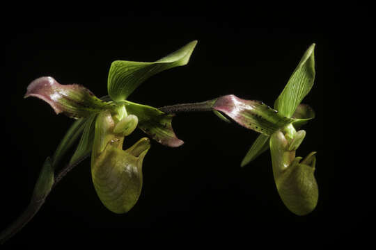 Image de Paphiopedilum javanicum (Reinw. ex Lindl.) Pfitzer