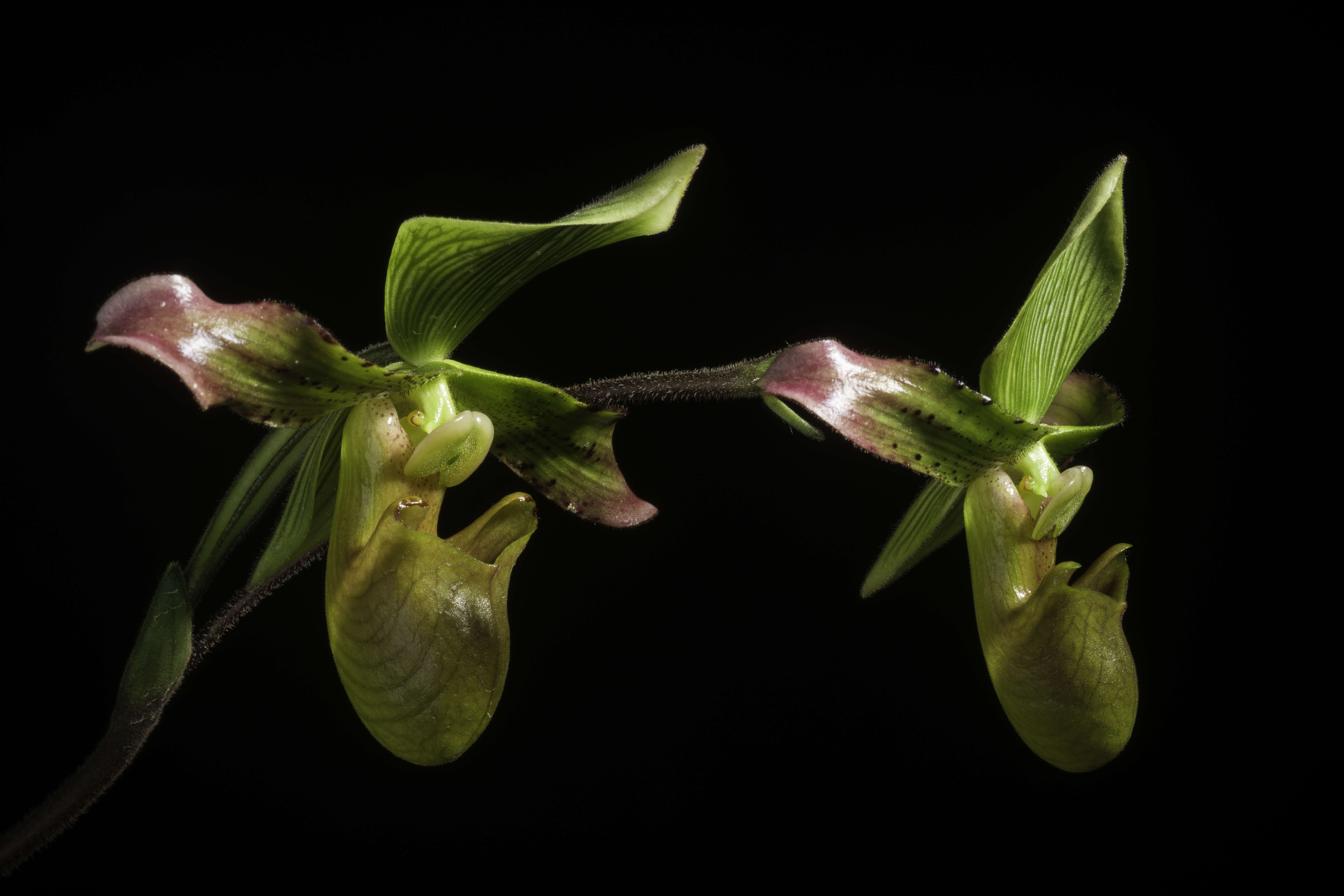 Слика од Paphiopedilum javanicum (Reinw. ex Lindl.) Pfitzer