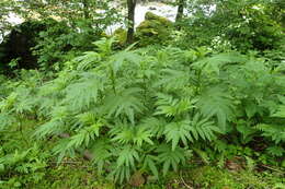 Imagem de Sambucus ebulus L.