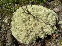 Image of reindeer lichen