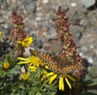 صورة Speyeria mormonia Boisduval 1869