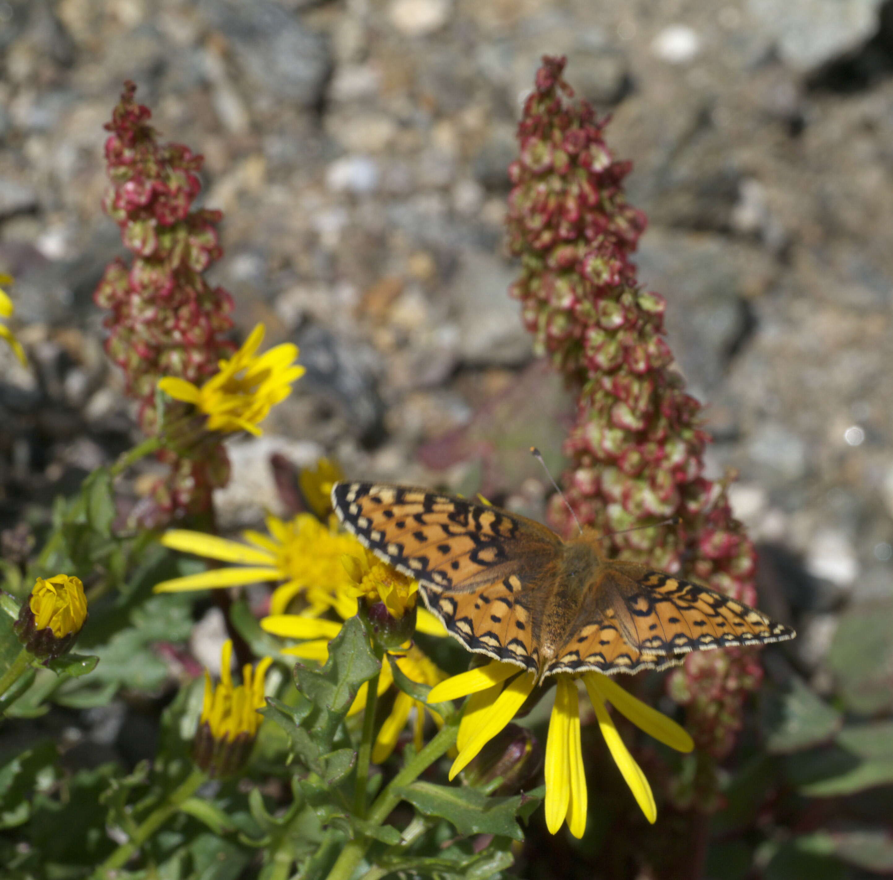 صورة Speyeria mormonia Boisduval 1869