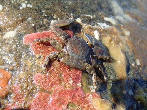 Image of flattop crab