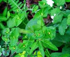 Image of sweet spurge