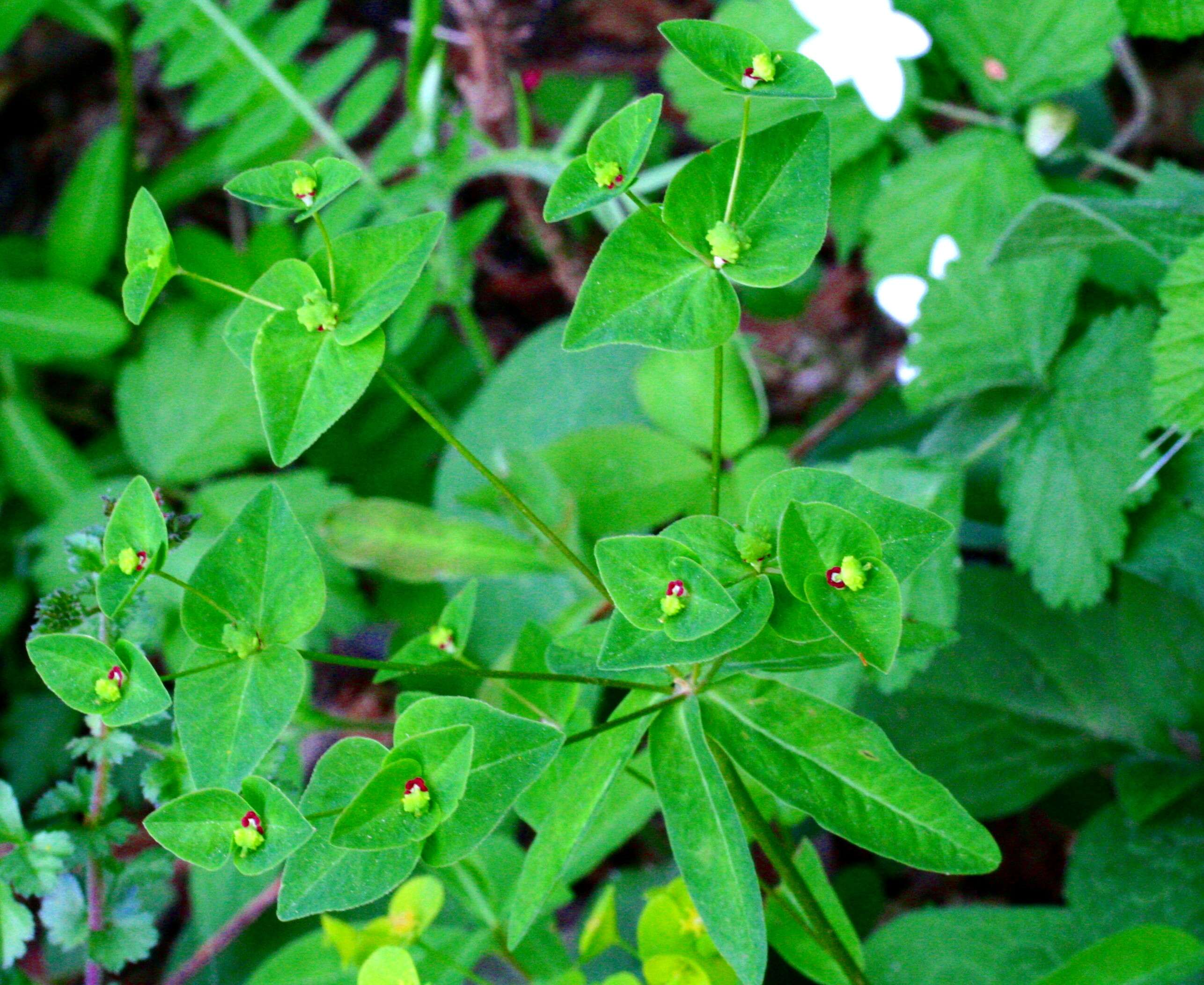 Image of sweet spurge