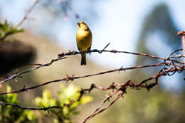 Image of Saffron Finch