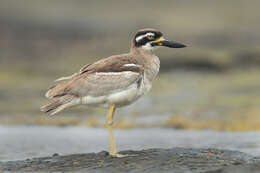 Image of Beach Stone-curlew