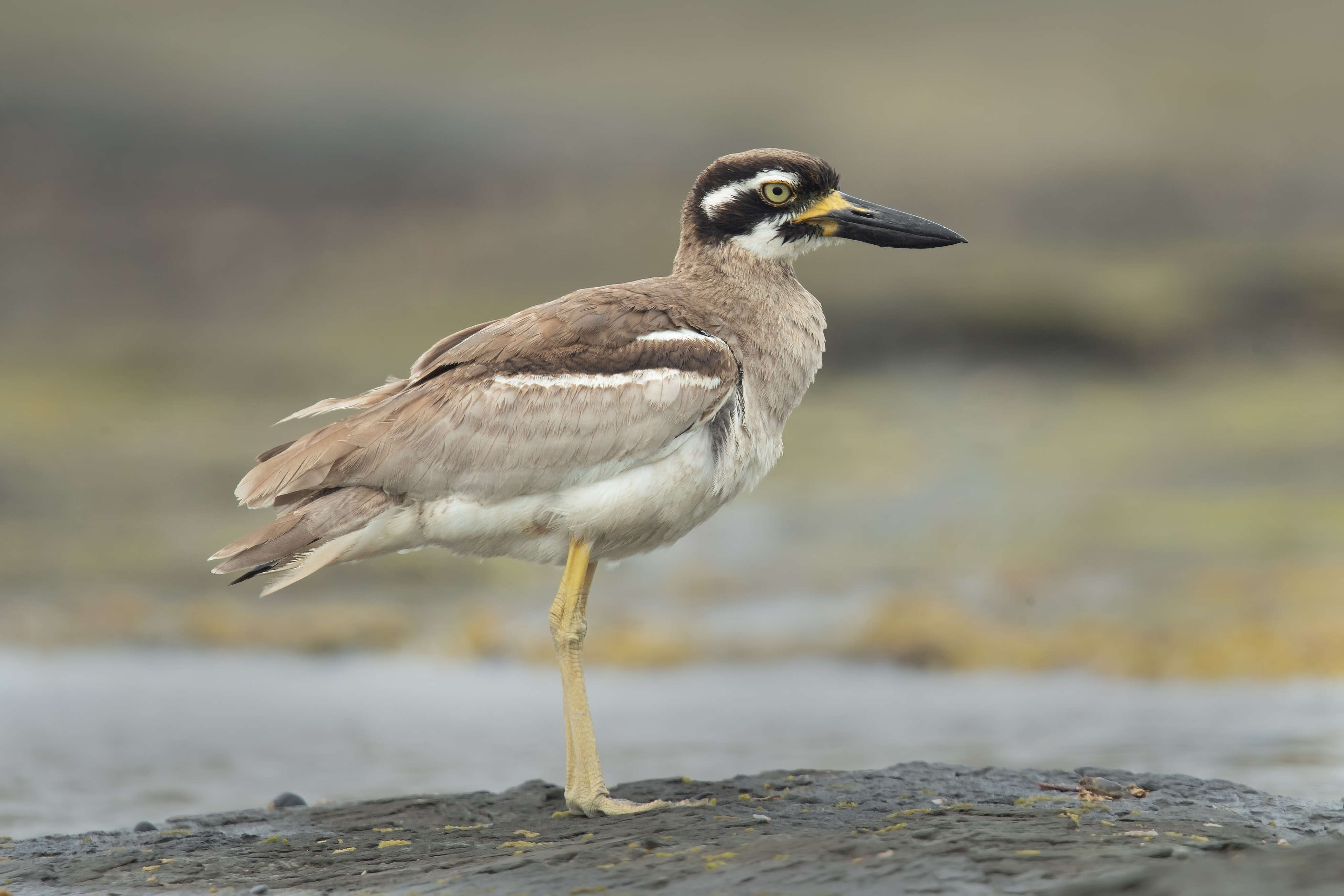 Image of Beach Stone-curlew