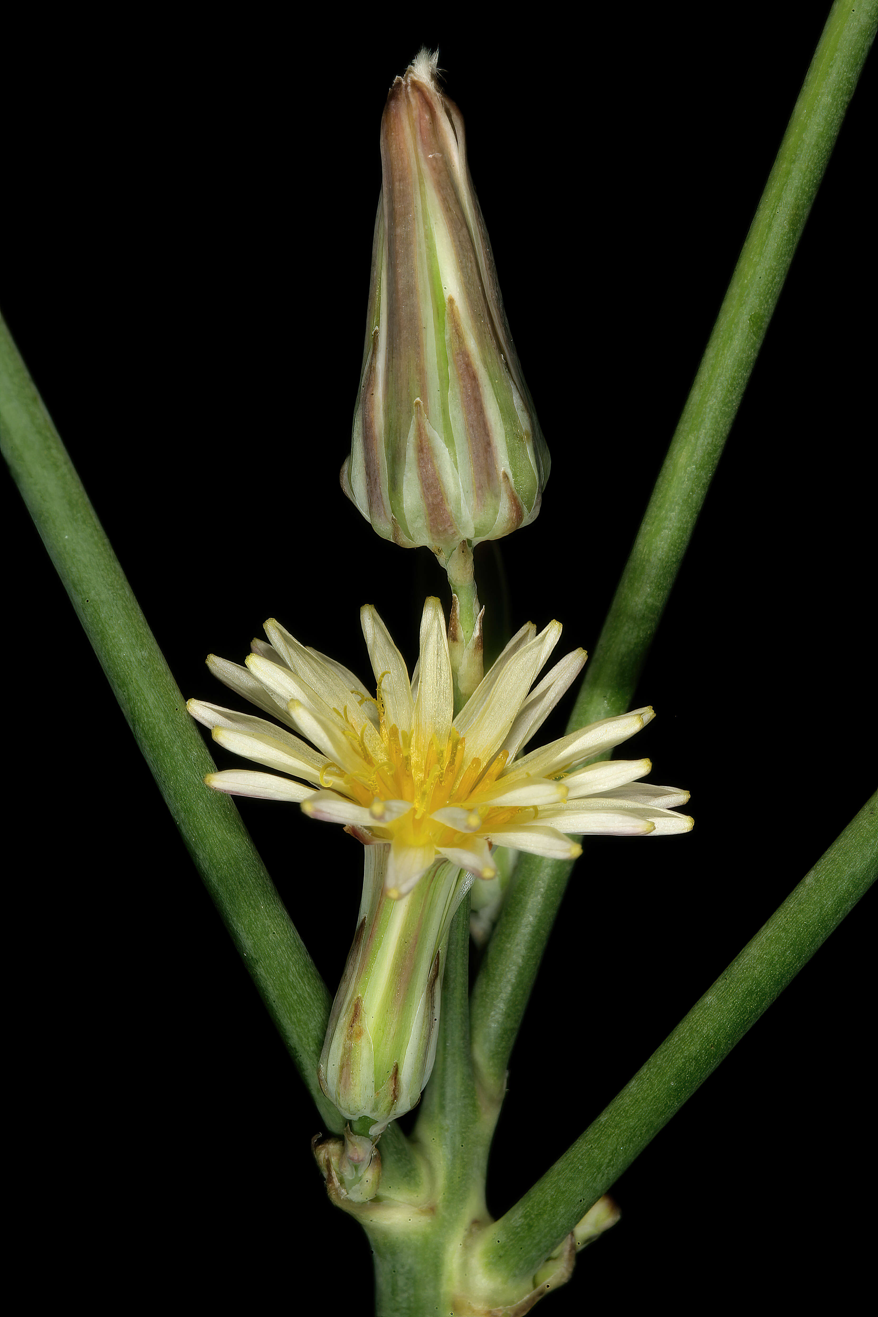 Lactuca serriola L. resmi