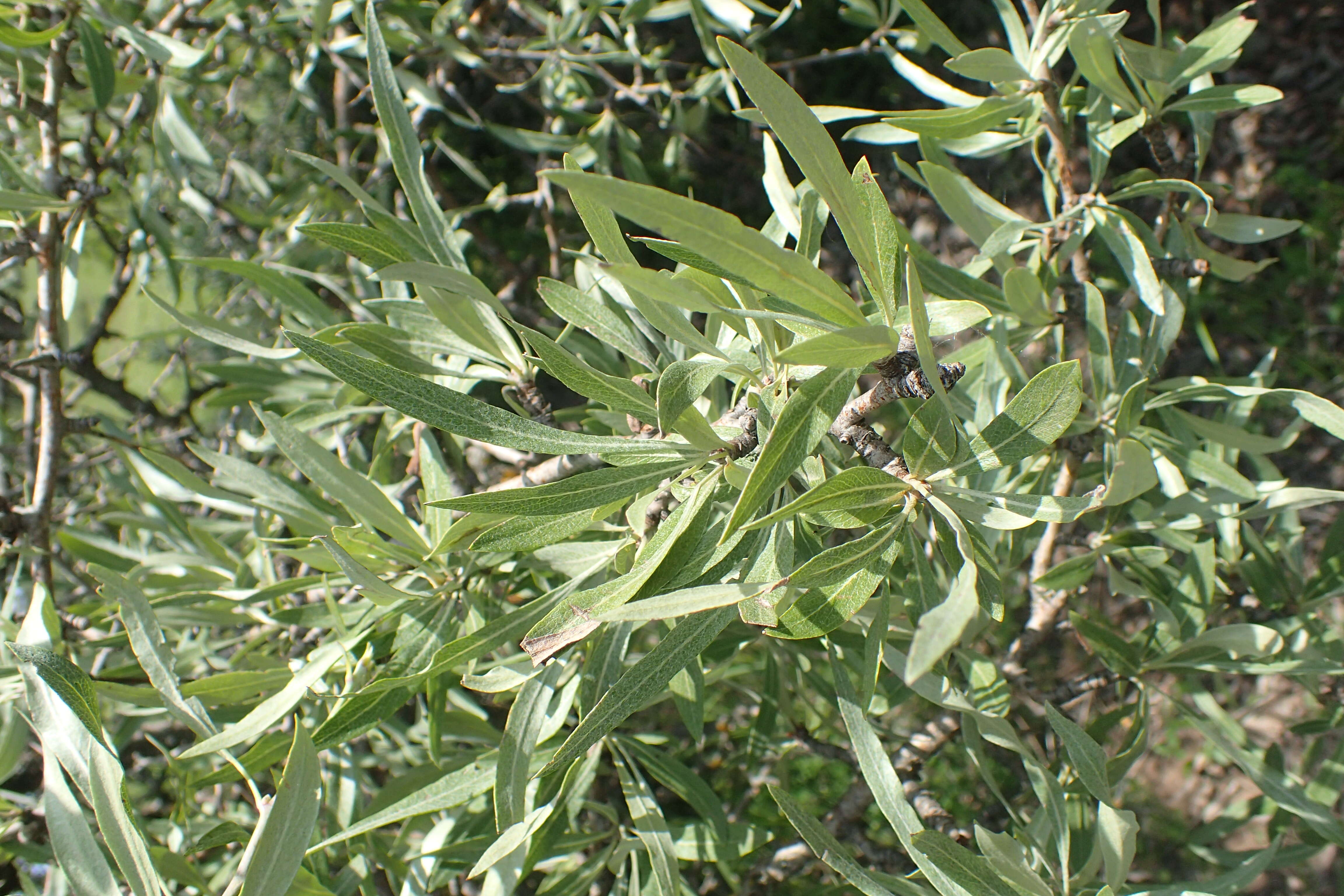 Plancia ëd Pyrus salicifolia Pall.