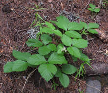 Image of Stone Bramble