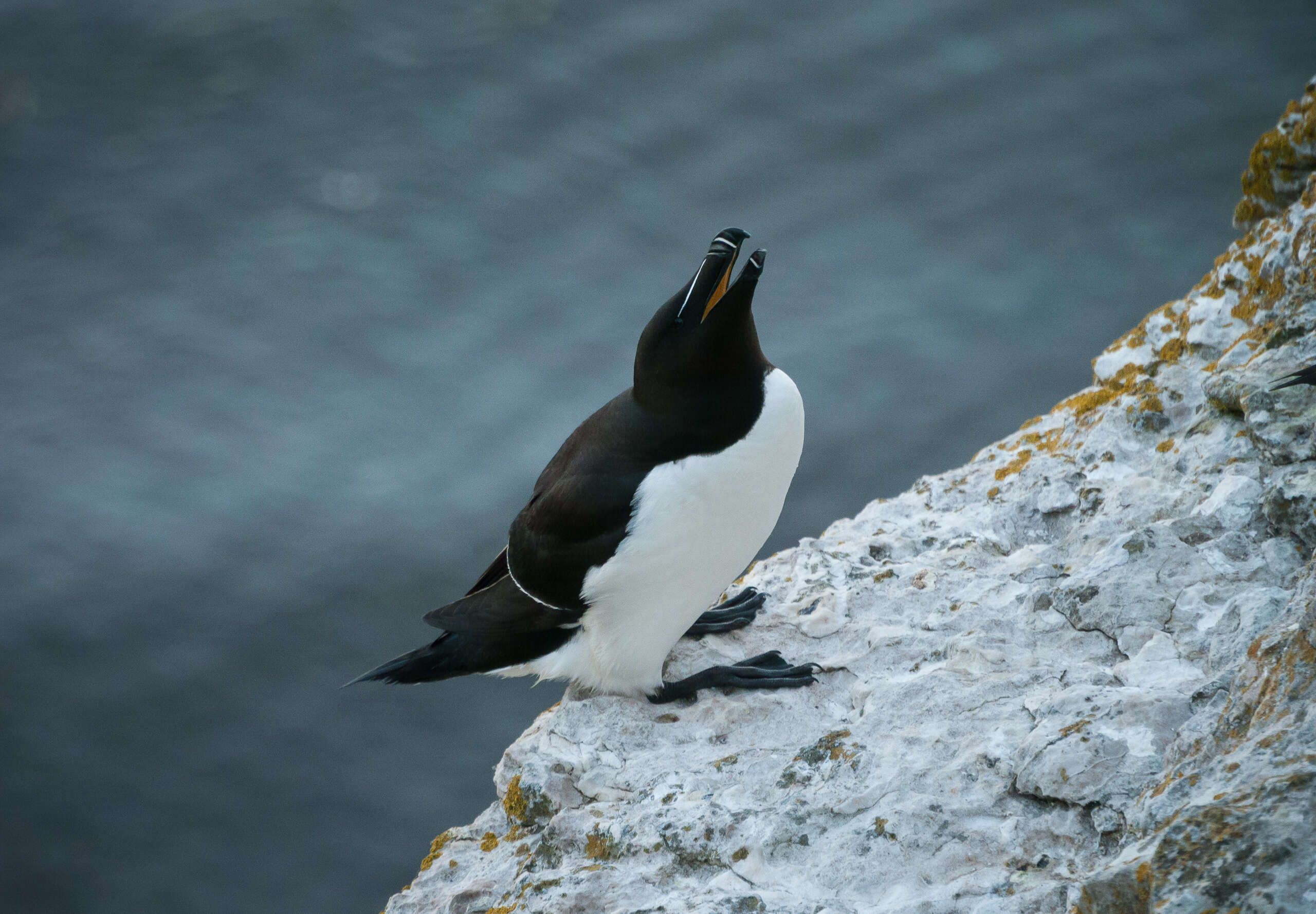 Image of Lesser auk