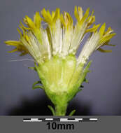 صورة Galatella linosyris (L.) Rchb. fil.