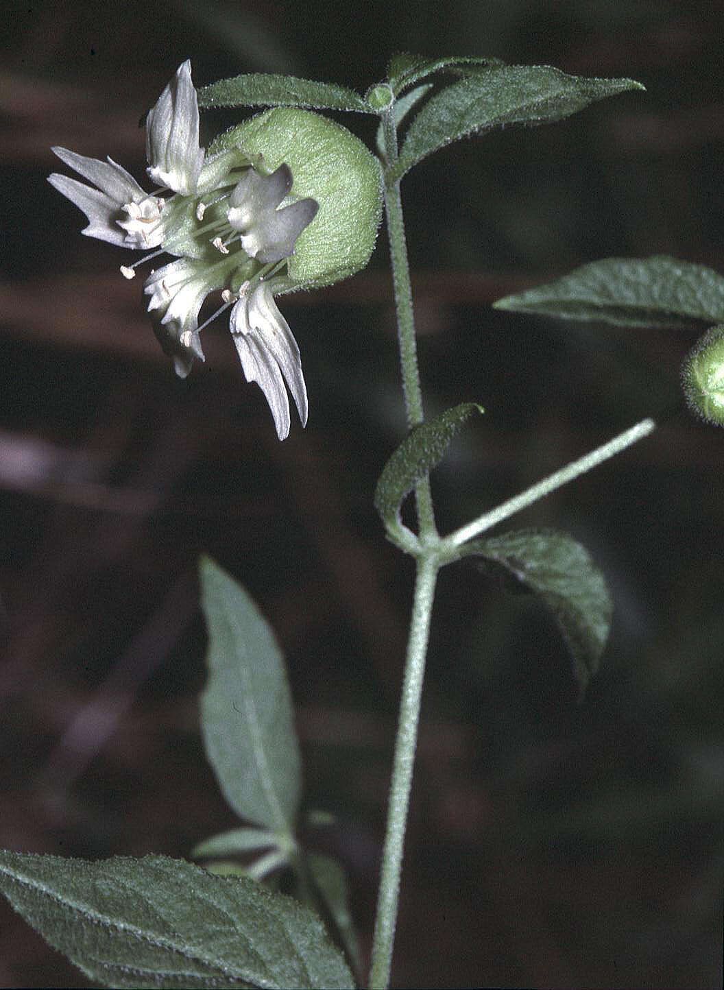 Imagem de Silene baccifera (L.) Roth