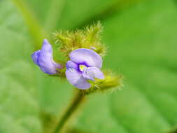 Imagem de Calopogonium mucunoides Desv.