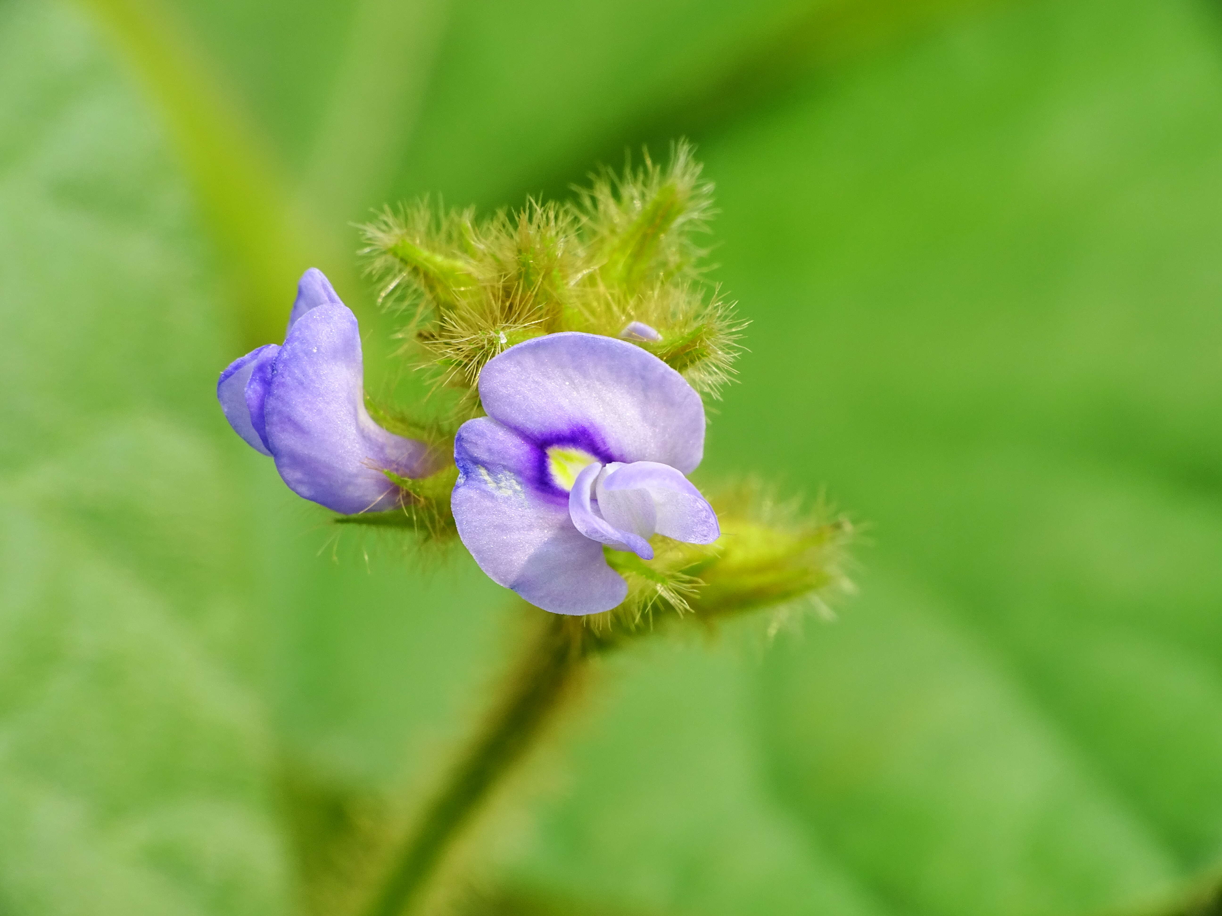 Imagem de Calopogonium mucunoides Desv.