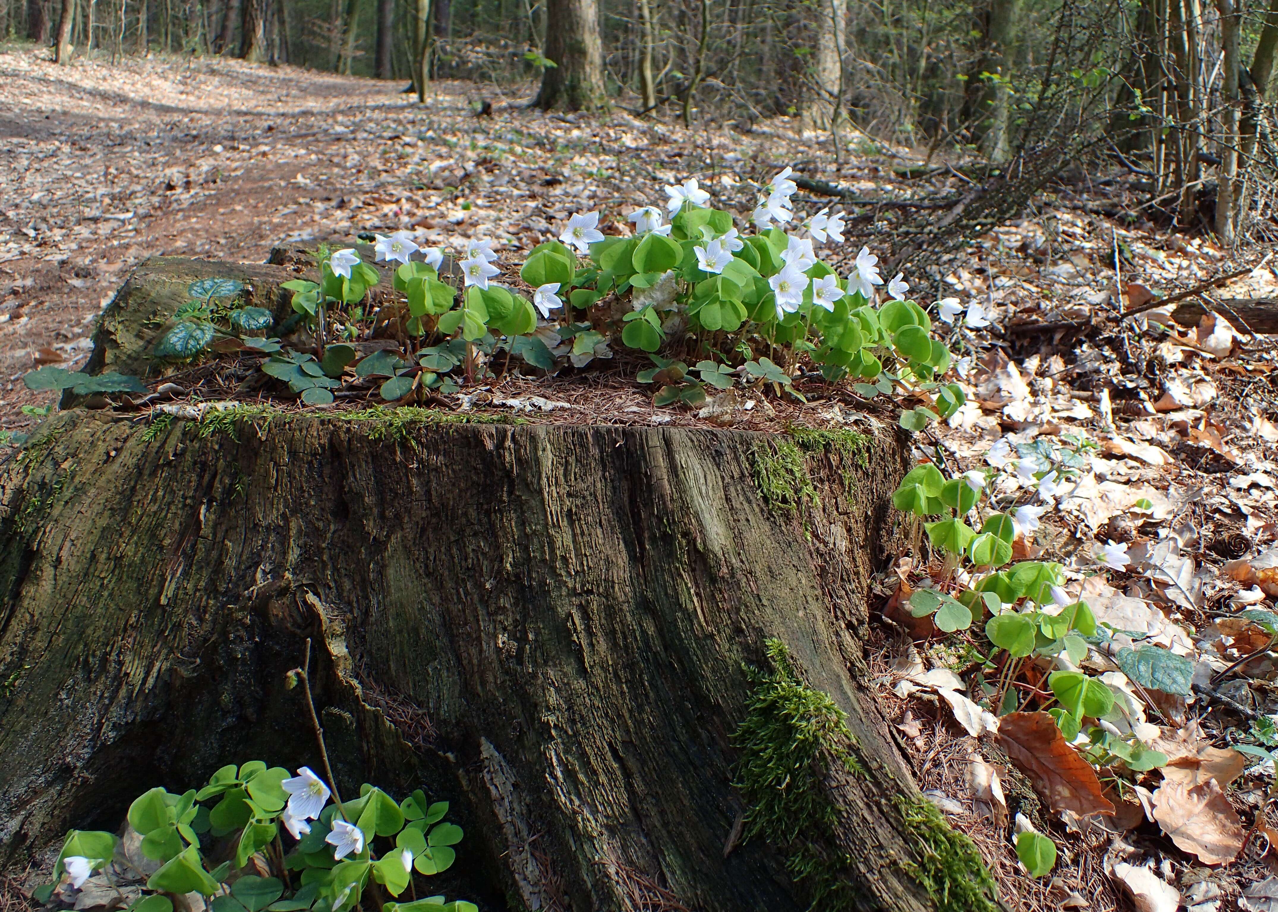 Imagem de Oxalis acetosella L.